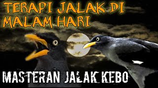 Download lagu TERAPI MALAM UNTUK JALAK KEBO YANG SUSAH BUNYI | putar suara ini ‼️ di jamin Jabo kamu bakal Nyaut. mp3