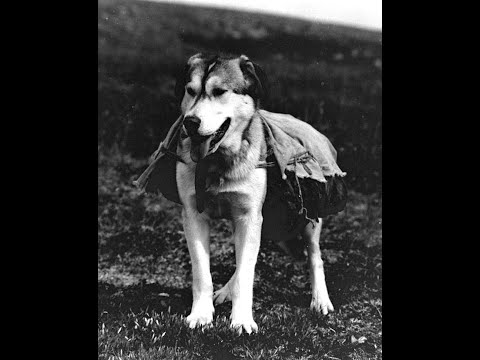 Sharing the Dena'ina Language (2 of 3): Dog Pack