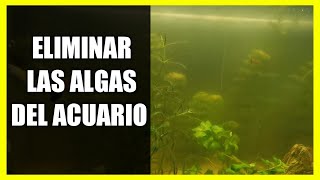 😱¿Cómo Eliminar las ALGAS VERDES de mi Acuario?[100% EFECTIVO]