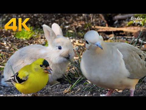 Cat and Dog TV 4K😺Baby Bunnies and Bird Friends🐦Calming Pets with Garden Birds, Squirrels, Pigeons