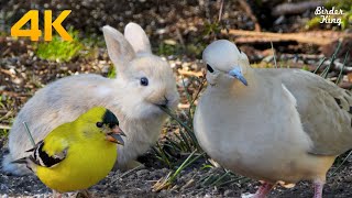 Cat and Dog TV 4K😺Baby Bunnies and Bird Friends🐦Calming Pets with Garden Birds, Squirrels, Pigeons