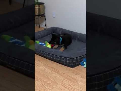 Kali Giridar our 1st dog in the USA