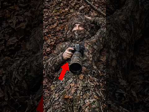 Watch how the camera man takes pictures of animals. ||#shorts