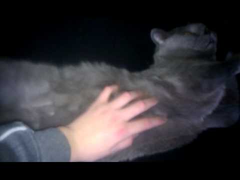 Kat slaapt als een gek!