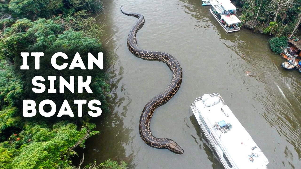 A New Giant Snake Was Just Found in the Amazon