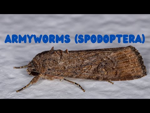 Armyworms or Spodoptera