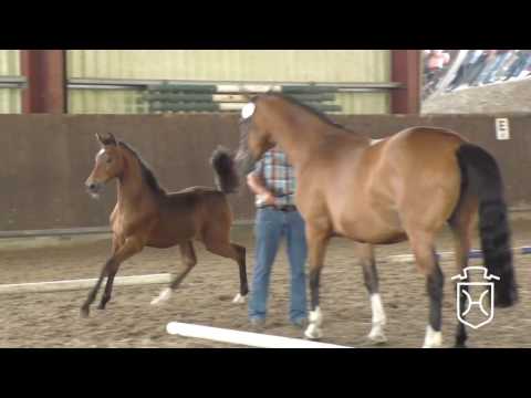 ODRZ111 Stutfohlen von Crunch - Canto - Calypso III