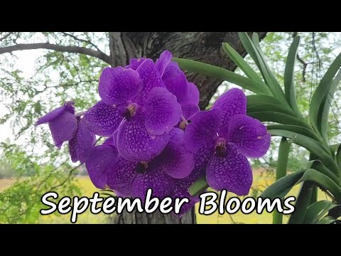September Blooms. Sept 2021