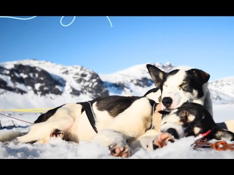 Ma vie de musher en Norvège EP.3 : Scolaire 2025