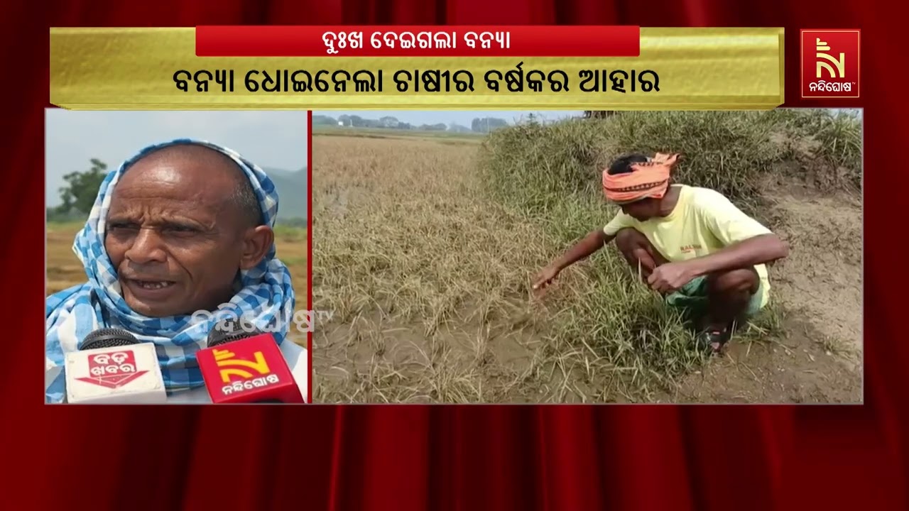 ଦୁଃଖ ଦେଇଗଲା ବନ୍ୟା । ଧୋଇନେଲା ଚାଷୀର ବର୍ଷକର ଆହାର