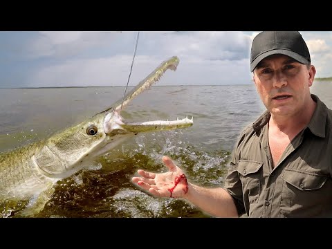 JE ME BLESSE EN CAPTURANT UN ALLIGATOR-GAR  - Cyril Chauquet