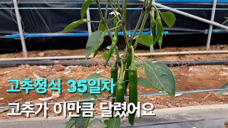 이제 고추가 주렁주렁 달리기 시작합니다