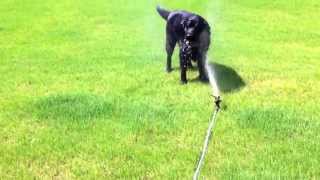 My dog playing with water on a hot summer's day.