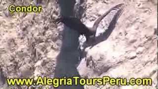 preview picture of video 'Tours to San Fernando,Nazca-Peru'