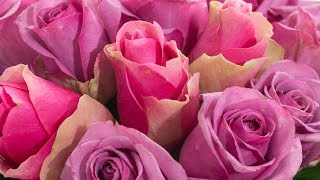 Les bons plans Qualita du 10 mai 2017 #6 – Faites votre bouquet !