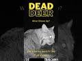 Dead Deer in the Woods!  What Happens?