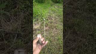 Download lagu Mikat prenjak klik pakai trik dan mp3 mas @arif channel mp3 Download lagu Mikat prenjak klik pakai trik dan mp3 mas @arif channel mp3