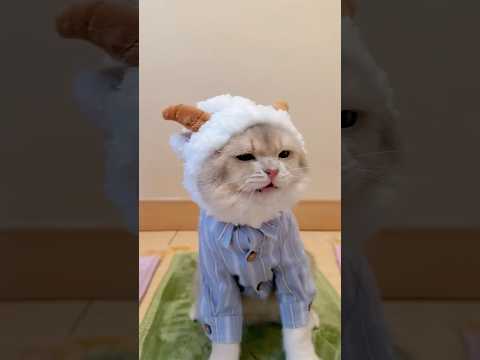 🙀: hampir aja masuk surga woi #kucinglucu #kucing