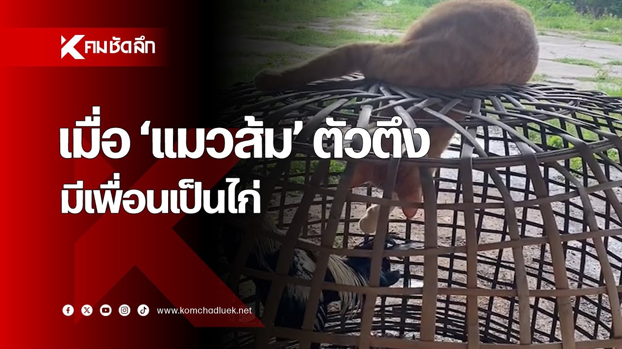 เมื่อ 'แมวส้ม' ตัวตึง มีเพื่อนเป็นไก่