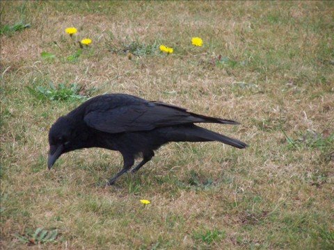 Kraj,odkud odletěli ptáci