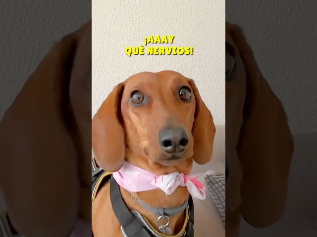 Vídeo relacionado con trabag Taza de perro salchicha, regalo para mujeres, Acción de Gracias y Navidad, taza de cerámica con adorable perro salchicha en marrón, Eie Sich para el Día de la Madre