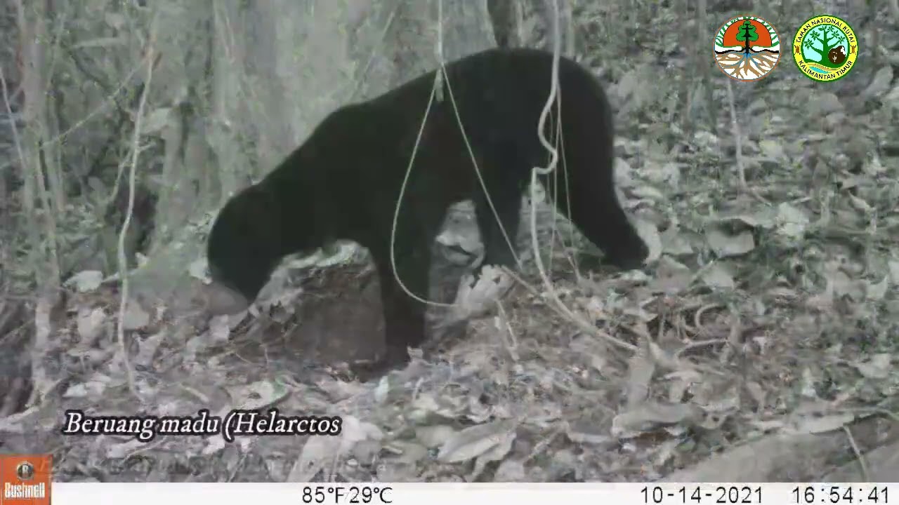 Hasil Kamera Trap Bagian Timur di Taman Nasional Kutai