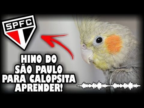 ASSOBIO CALOPSITA - HINO DO SÃO PAULO PARA ENSINAR CALOPSITA