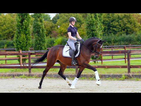 Halle Barry *2020 Stute v. Hey Henkie (Hermes)/ Laurentio/ De Niro zu verkaufen/ 4sale