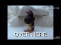 Pingu With Subtitles 2