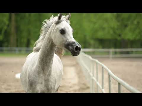 𝐏𝐀𝐙𝐈𝐄𝐍𝐙𝐀 (𝐖𝐨𝐫𝐭𝐞𝐱 𝐊𝐚𝐥𝐥𝐢𝐬𝐭𝐞 𝐱 𝐏𝐫𝐞𝐠𝐨ł𝐚, 𝐛𝐲 𝐕𝐢𝐭𝐨𝐫𝐢𝐨 𝐓𝐎), 𝟐𝟎𝟐𝟏 𝐌𝐚𝐫𝐞 - PRIDE OF POLAND 2023