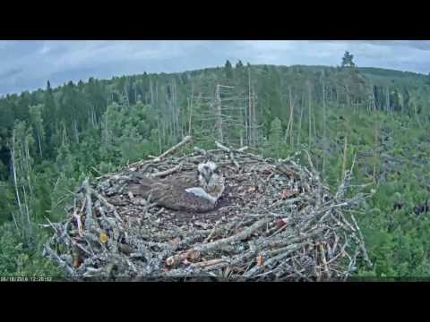 18/06/2016 Kalakotkas2 strong wind, small chick lost