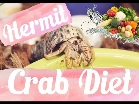 image-What does a hermit crab eat in the wild?
