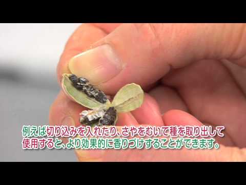 園芸 マラバーカルダモン、グリーンカルダモン