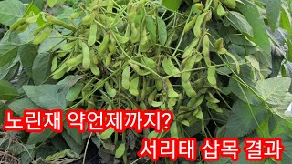 서리태 콩 삽목결과,노린재약은 언제까지?~ 서리태병충해,콩살충제,서리태재배