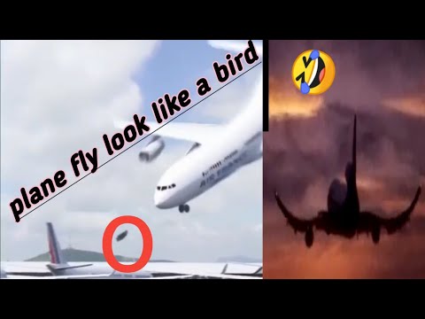 Aeroplane dance with bird.