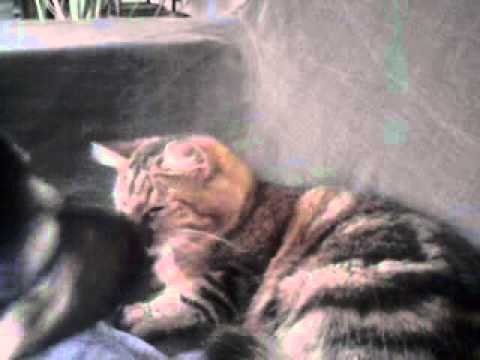 comment s'appelle le chat dans mickey