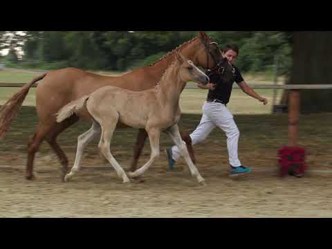 Auktionsfohlen Nr 8 HF v. Dating AT – Donchester