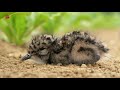 Aantal weidevogels afgenomen in de provincie