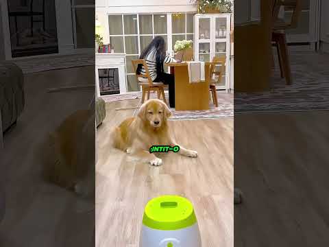 Câinele acesta s-a răzbunat pentru că stăpânul lui nu se juca niciodată cu el! 😂🐶🎾 #viral #shorts