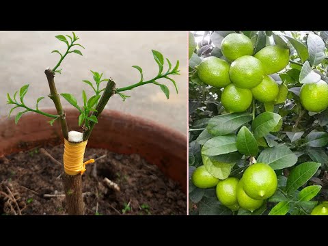 Gardening 4u and 2 more