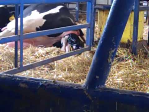 The 104-7 KCLD Playhouse has breakfast on the Gregory Farm!