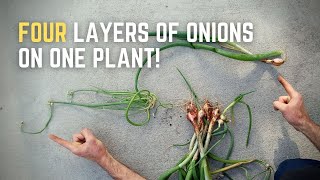 Why We LOVE This Onion Variety!