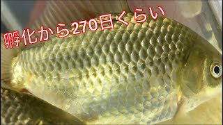 《金魚》孵化から270日くらいの金魚達！