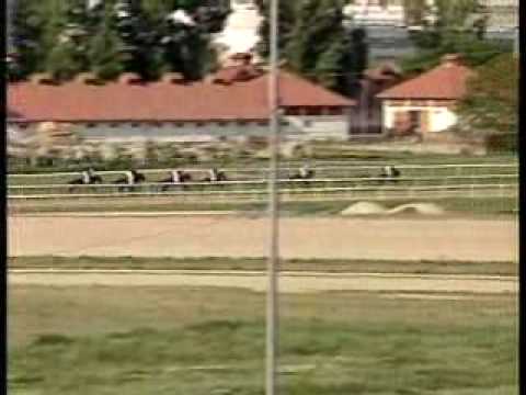 8 Battyány Hunyadi Díj Steady As A Rock