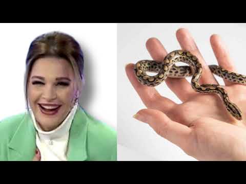 Rudina Magjistari sulmohet nga gjarpri live në studio, trembet moderatorja