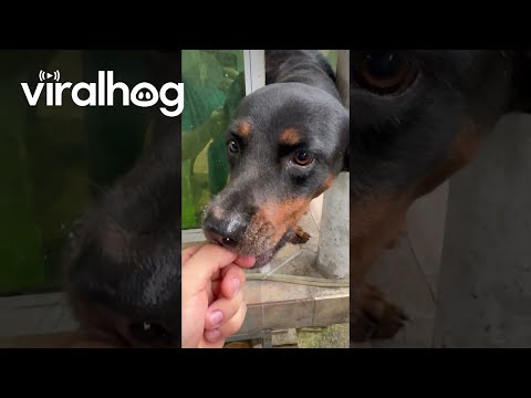 Le chiot essaie de manger toute la glace || viralhog