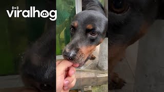 Le chiot essaie de manger toute la glace || viralhog