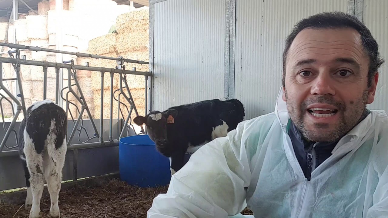 Vitelli e coccidiosi bovina 1/2