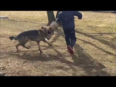 Chan Anatanup  (henrik vom wolfsheim--gracie-vom-dunklen-zwinger/