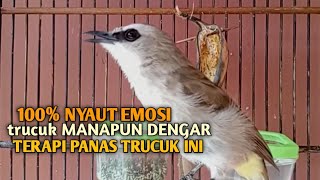 Download lagu Trucuk BETINA memanggil Jantan Suara Birahi Ngecuplik 100% pancingan trucukan gacor agar BUNYI EMOSI mp3